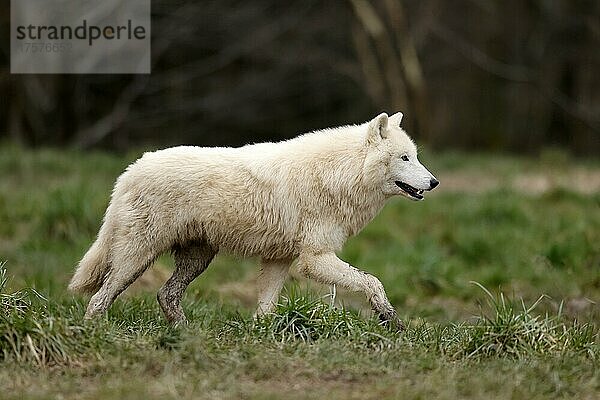 Polarwolf (Canis lupus arctos) läuft auf einer Wiese  captive