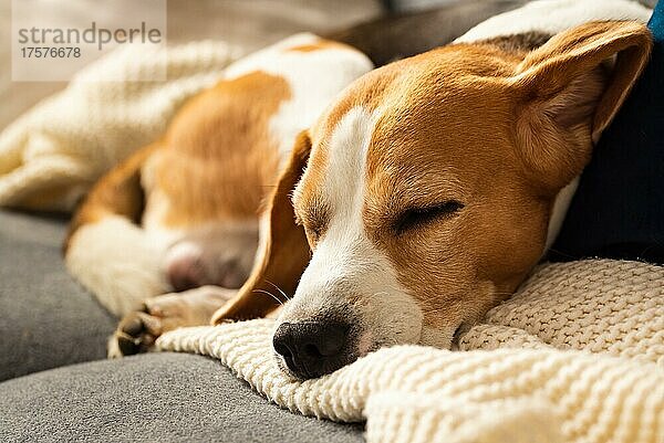 Erwachsenes Tier  männlicher Beagle-Hund  der auf dem Sofa schläft. Geringe Tiefenschärfe. Thema Hund