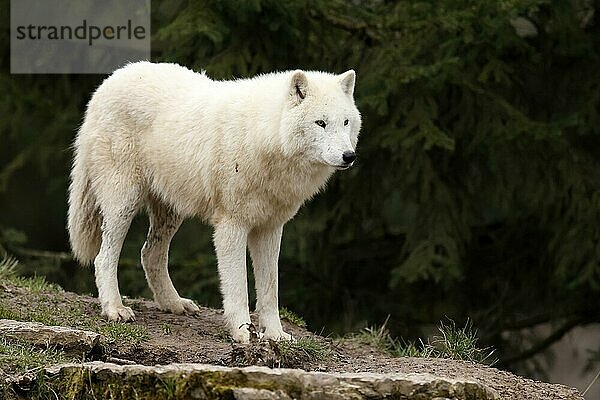 Polarwolf (Canis lupus arctos) steht auf einer Wiese  captive