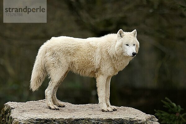 Polarwolf (Canis lupus arctos) steht auf einem Felsen  captive