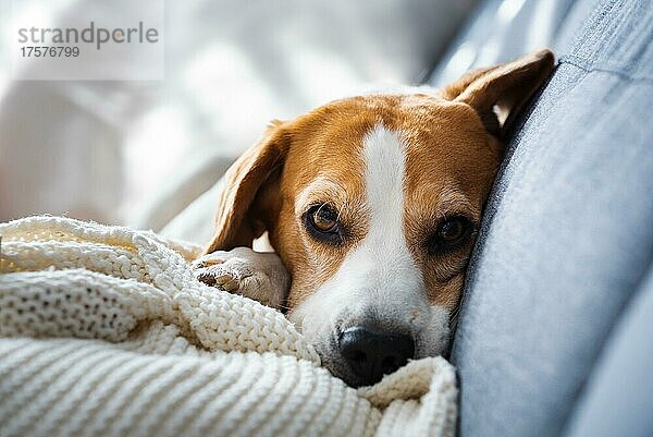 Beagle Hund auf Couch Portrait. Hund auf dem Rücken liegend
