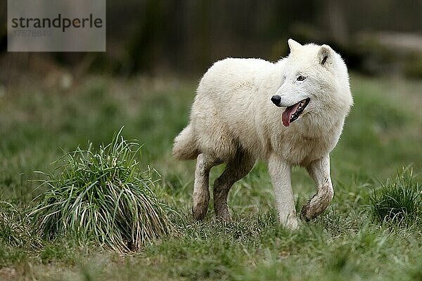 Polarwolf (Canis lupus arctos) läuft auf einer Wiese  captive