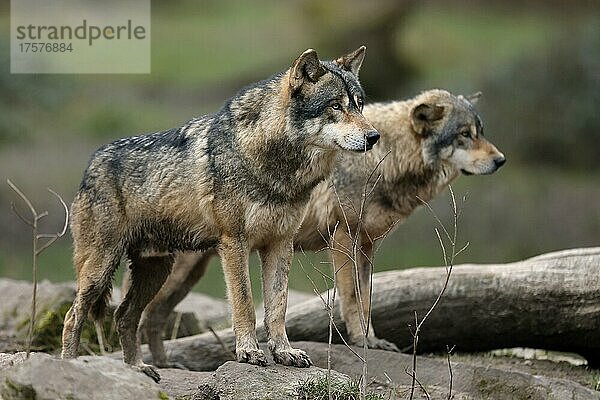 Europäischer Wolf zwei Wölfe (Canis lupus) stehen auf einem Felsen  captive