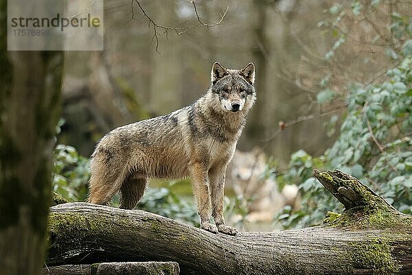 Europäischer Wolf (Canis lupus) steht auf einem Baumstamm  captive