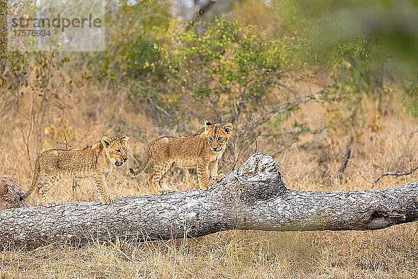 Löwe Junglöwen (Panthera leo) klettern über einen Baumstamm  Londolozi Game Reserve  Südafrika