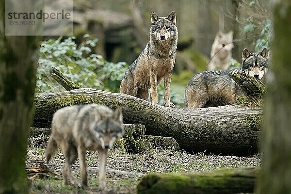 Europäischer Wolf (Canis lupus) Wolfsrudel stehen im Unterholz  captive
