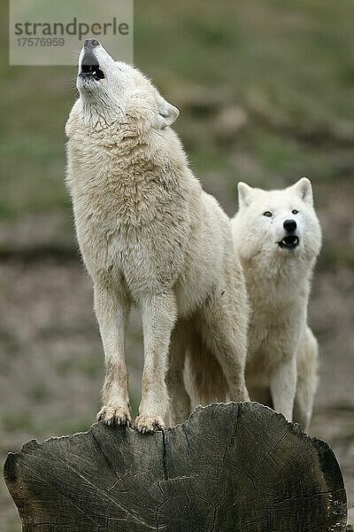 Polarwolf (Canis lupus arctos) zwei Wölfe heulend  captive