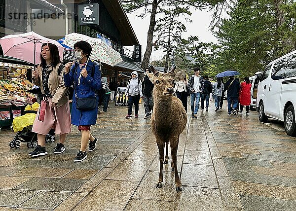 Reh steht auf einem Gehweg voller Menschen  Nara  Japan  Asien