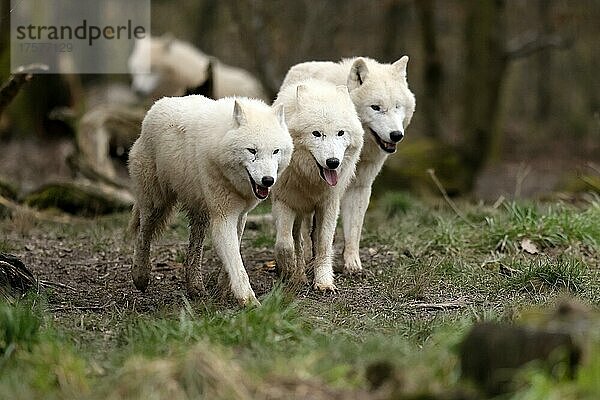 Polarwolf (Canis lupus arctos) Rudel läuft auf einer Wiese  captive