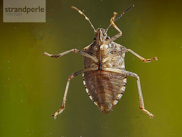 Stinkwanze von unten  Nahaufnahme  Macro  Tiere  Insekten  Baden-Baden  Baden-Württemberg  Deutschland  Europa