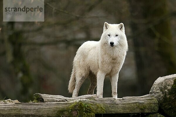 Polarwolf (Canis lupus arctos) steht auf einem Baumstamm  captive