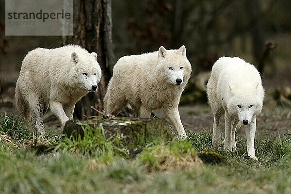 Polarwolf (Canis lupus arctos) Rudel läuft auf einer Wiese  captive