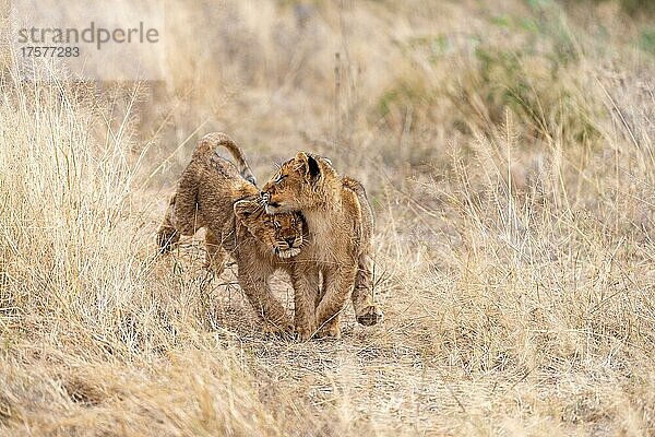 Löwe Junglöwen (Panthera leo) rennen verspielt durch die gegend  Londolozi Game Reserve  Südafrika