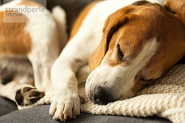 Erwachsenes Tier  männlicher Beagle-Hund  der auf seinem Sofa schläft. Geringe Tiefenschärfe. Thema Hund