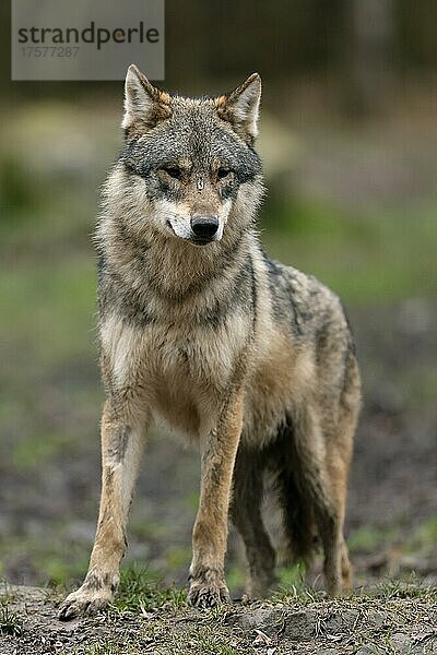 Europäischer Wolf (Canis lupus) Tierporträt  captive