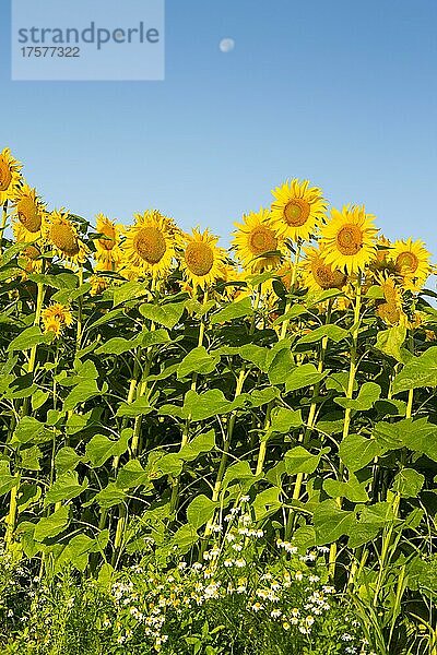 Sonnenblumen (Helianthus annuus)  Sonnenblumenfeld  Sachsen  Deutschland  Europa