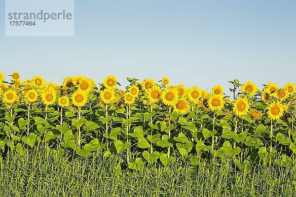 Sonnenblumen (Helianthus annuus)  Sonnenblumenfeld  Sachsen  Deutschland  Europa