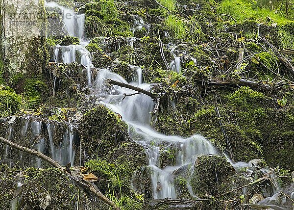 Kleine Wasserfälle an einem bewaldeten Hang der Wutach nahe der Schattenmühle  Wutachschlucht  Südschwarzwald  Baden-Württemberg  Deutschland  Europa
