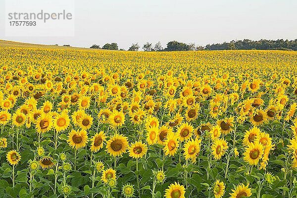 Sonnenblumenfeld  Sonnenblumen (Helianthus annuus)  Sachsen  Deutschland  Europa