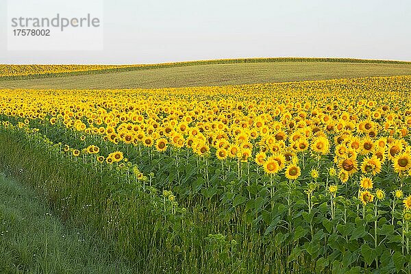 Sonnenblumenfeld  Sonnenblumen (Helianthus annuus)  Sachsen  Deutschland  Europa