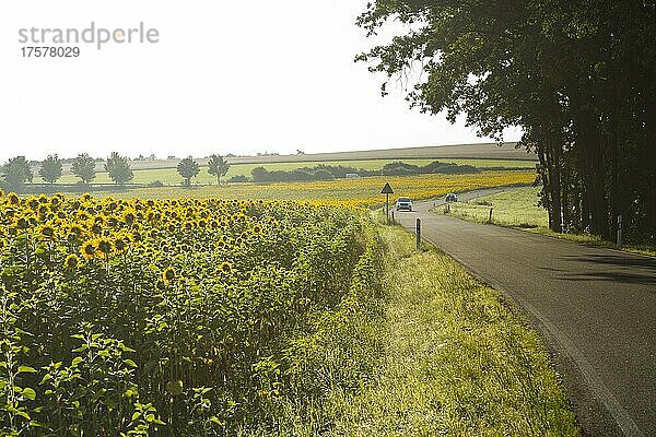 Kleine Landstraße mit Sonnenblumenfeld im Morgennebel  Wachau  Landkreis Bautzen  Sachsen  Deutschland  Europa