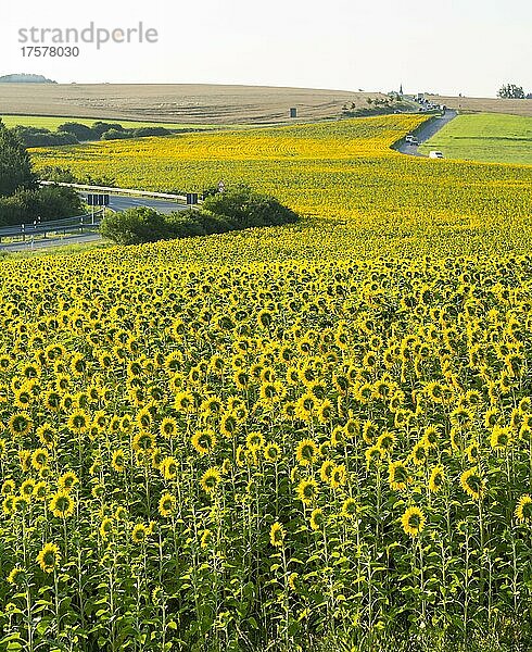 Sonnenblumen (Helianthus annuus)  Sonnenblumenfeld am Morgen  Sachsen  Deutschland  Europa