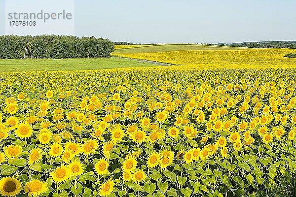 Sonnenblumen (Helianthus annuus)  Sonnenblumenfeld  Wachau  Landkreis Bautzen  Sachsen  Deutschland  Europa