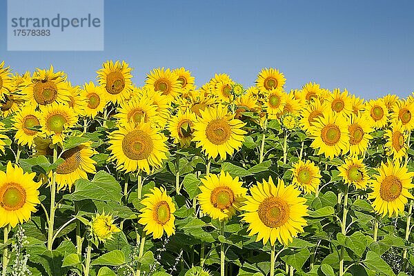 Viele Sonnenblumen (Helianthus annuus) auf einem Feld  Wachau  Landkreis Bautzen  Sachsen  Deutschland  Europa