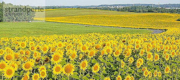 Sonnenblumen (Helianthus annuus)  Sonnenblumenfeld  Wachau  Landkreis Bautzen  Sachsen  Deutschland  Europa