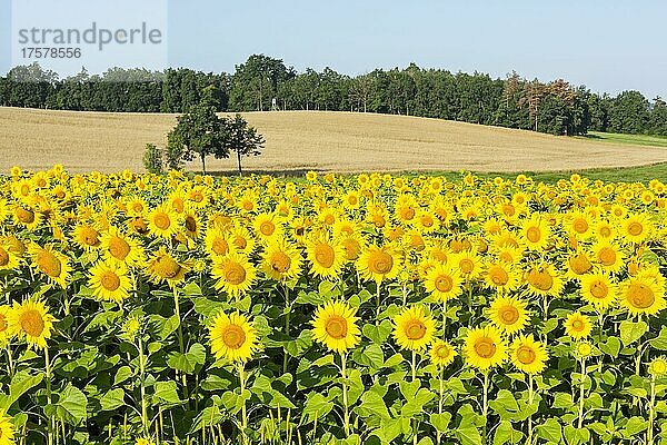 Sonnenblumen (Helianthus annuus)  Sonnenblumenfeld  Wachau  Landkreis Bautzen  Sachsen  Deutschland  Europa