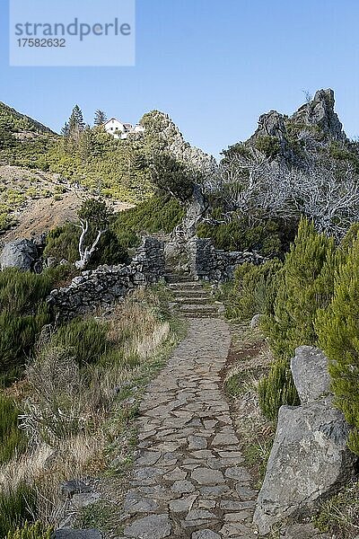 Wanderweg zum Gipfels des Pico Ruivo  Madeira  Portugal  Europa