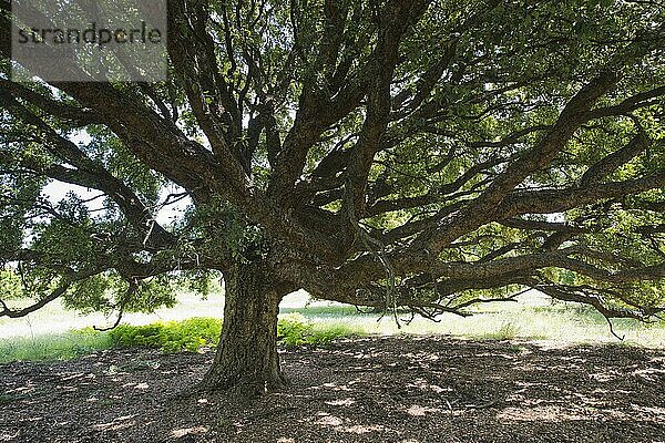 Korkeiche (Quercus suber)  Aleria  Korsika  Frankreich  Europa