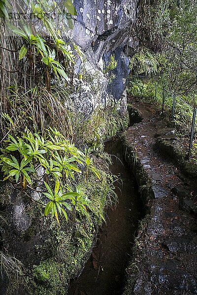 Wanderweg neben Lavada  grüner Kessel Caldeirao Verde  Queimadas  Madeira  Portugal  Europa