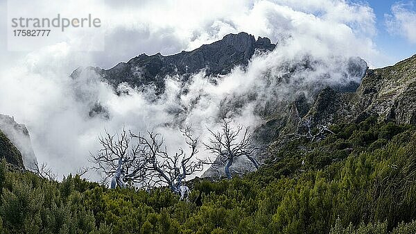 Kahle  abgestorbene Bäume und Nebel  grünes Tal  Schlucht in der Nähe des Gipfels des Pico Ruivo  Madeira  Portugal  Europa