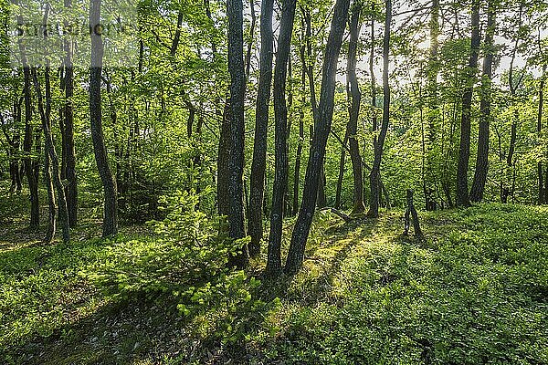 Wald im Frühling  Fleckertshöhe  Boppard  Rhein-Hunsrück-Kreis  Rheinland Pfalz  Deutschland  Europa