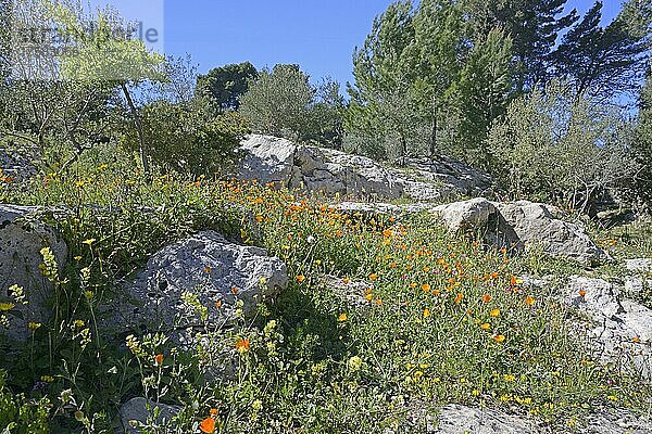 Blumenwiese in Noto antica  Sizilien  Italien  Europa