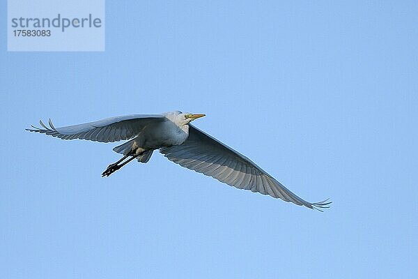 Silberreiher (Casmerodius albus)  im Flug  Bergsenkungsgebiet  Bottrop  Ruhrgebiet  Nordrhein-Westfalen  Deutschland  Europa