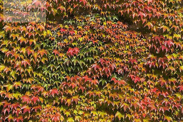 Dreispitzige Jungfernrebe (Parthenocissus tricuspidata)  Blätter an der Wand im Herbst