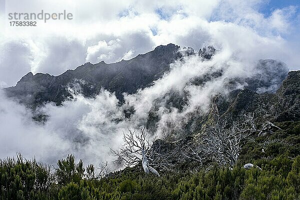 Kahle  abgestorbene Bäume und Nebel  grünes Tal  Schlucht in der Nähe des Gipfels des Pico Ruivo  Madeira  Portugal  Europa
