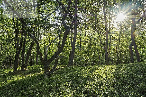 Wald mit Sonne im Frühling  Fleckertshöhe  Boppard  Rhein-Hunsrück-Kreis  Rheinland-Pfalz  Deutschland  Europa