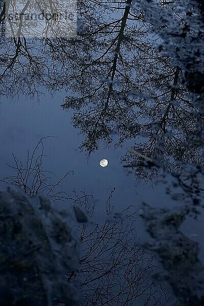 Bäume und Mond spiegeln sich im Wasser  Oberlausitzer Heide- und Teichlandschaft  Sachsen  Deutschland  Europa