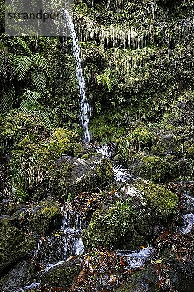 Wasserfall  grüner Kessel Caldeirao Verde  Queimadas  Madeira  Portugal  Europa