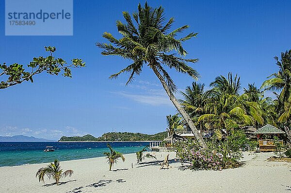 Leerer Sandstrand ohne Touristen mit Kokospalme (Cocos nucifera) von exotische Urlaubsinsel  Mindoro  Philippinen  Asien