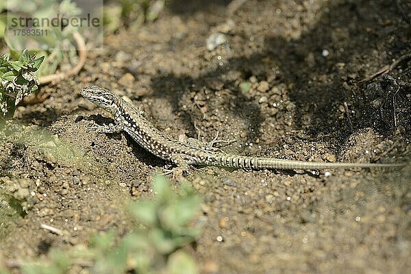 Mauereidechse (Podarcis muralis)  Bretagne  Frankreich  Europa