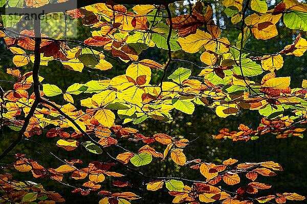 Herbstlich verfärbte Blätter einer Hainbuche (Carpinus betulus) im Gegenlicht  Briesetal  Naturpark Barnim  Brandenburg