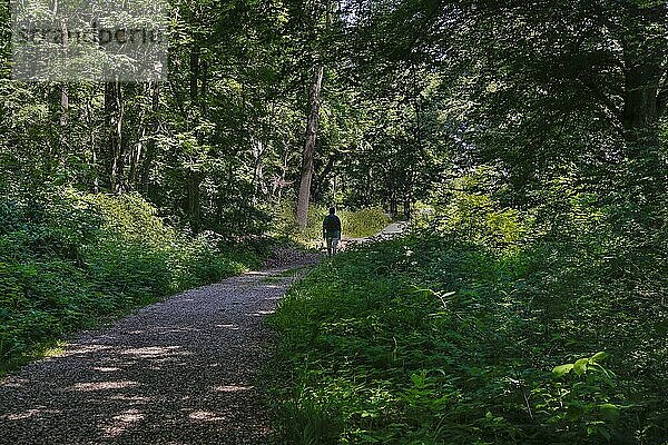 Wandern  Mann mit Rucksack  Bäume  Weg  Baden-Württemberg  Deutschland  Europa