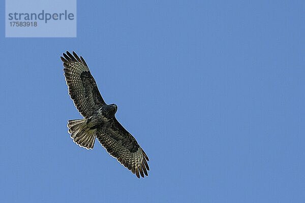 Mäusebussard (Buteo buteo)  im Flug  Unterseite  Oberhausen  Ruhrgebiet  Nordrhein-Westfalen  Deutschland  Europa