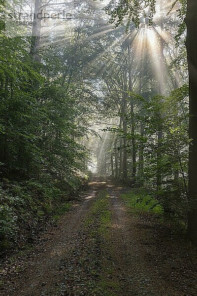 Waldweg mit Dunst und Sonnenstrahlen am Morgen  Frühling  Laudenbach  Bayern  Deutschland  Europa