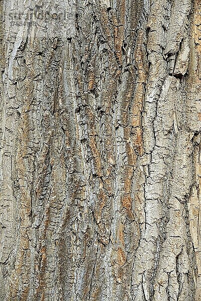 Pappel (Populus)  Nahaufnahme von der Borke  Baumrinde  Nordrhein-Westfalen  Deutschland  Europa