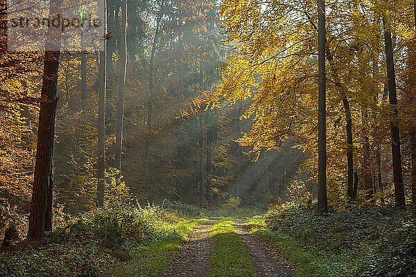 Weg im bunten Laubwald im Herbst  Odenwald  Hessen  Deutschland  Europa